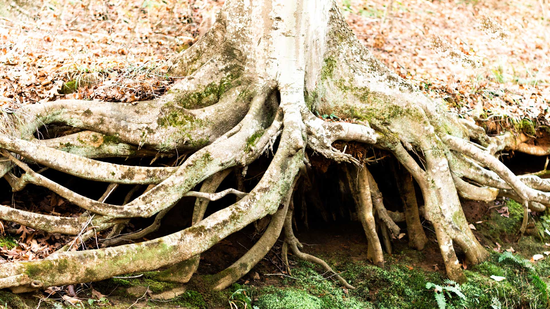 tree roots