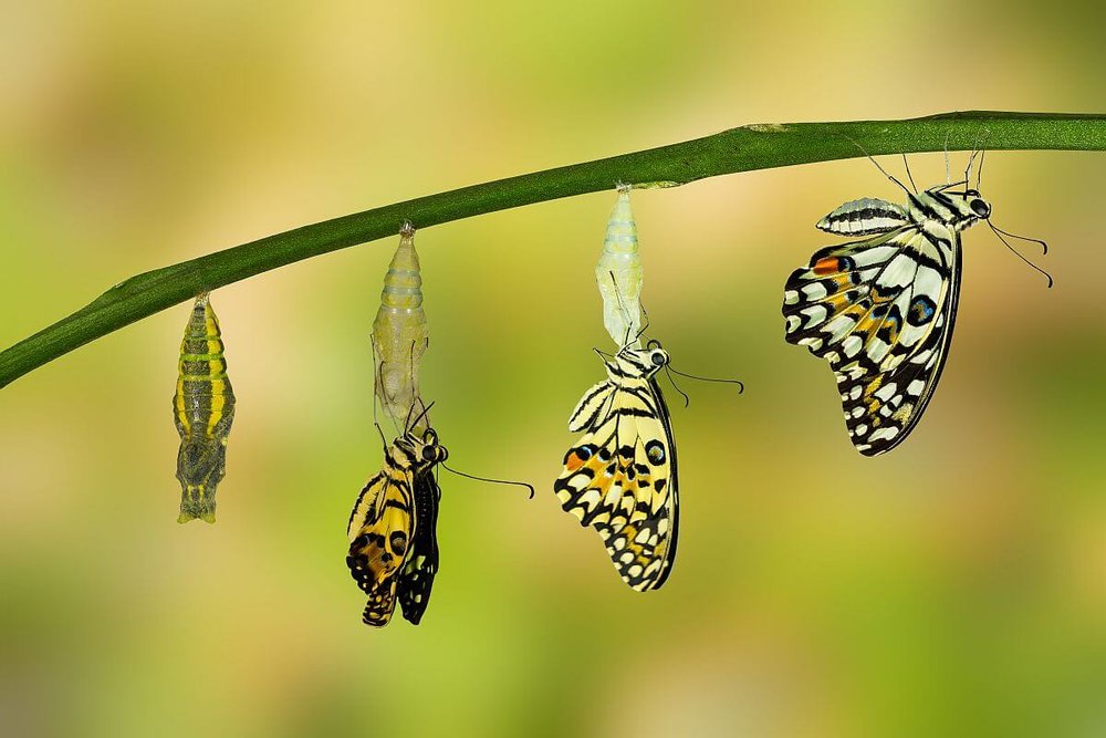 butterfly lifecycle